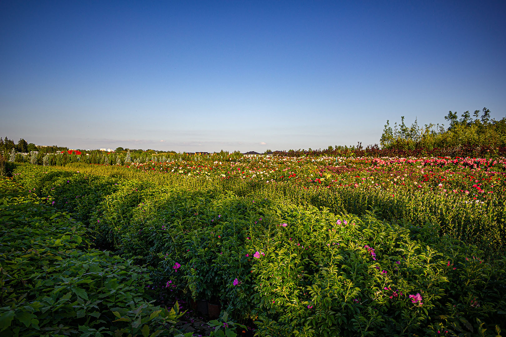 Dla ogrodników i projektantów zieleni