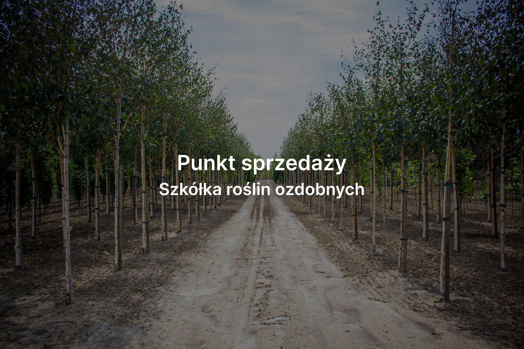 Duże drzewa do ogrodu