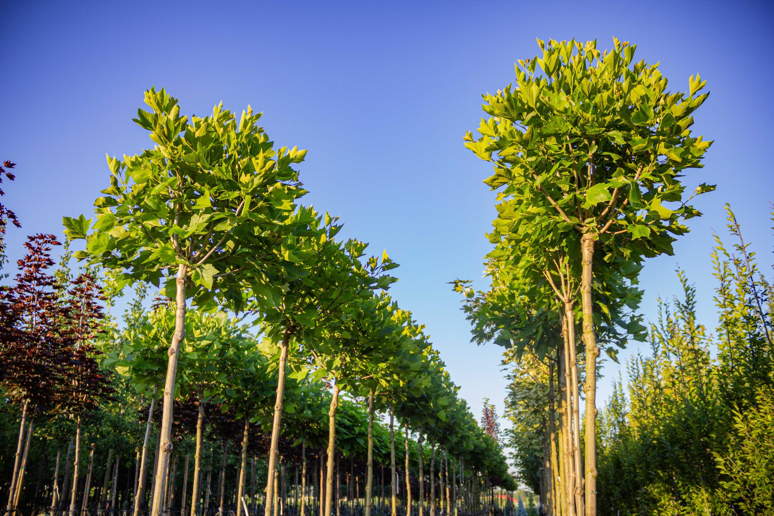 Sprzedaż detaliczna